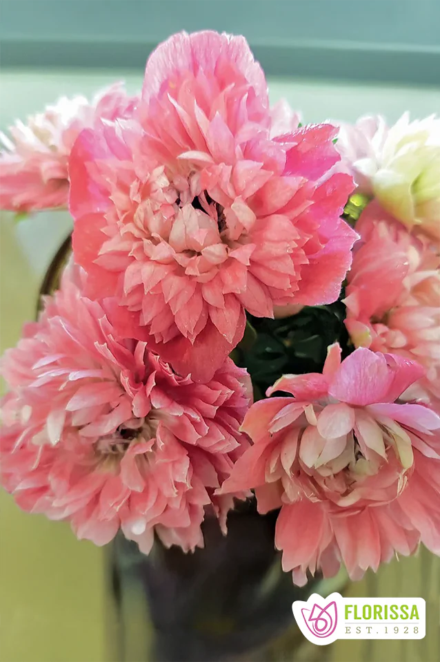 NEW 2026 Fall Bulbs
